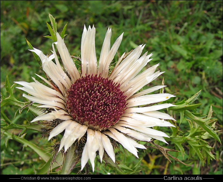 Carline acaule ou Baromètre - Carlina acaulis